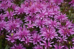 Monarda 'Leading Lady Amethyst'